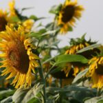 El girasol la planta que mira al sol.