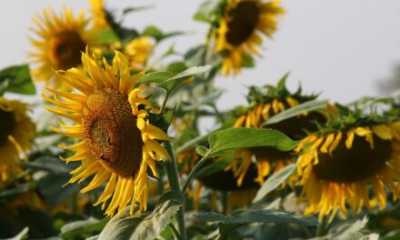 El girasol la planta que mira al sol.